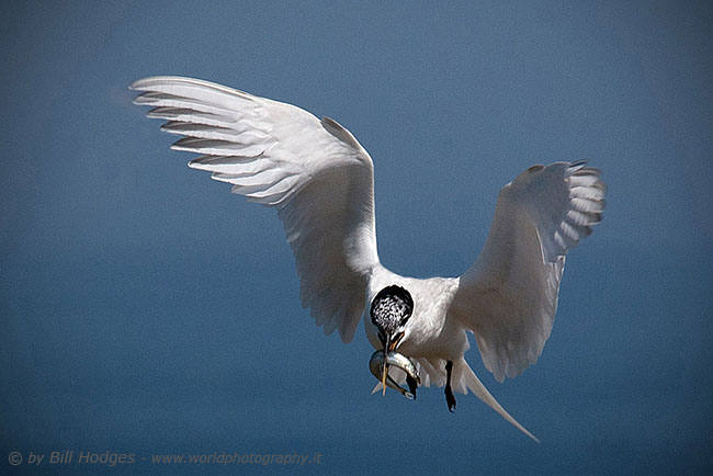 Artic Tern with catch 